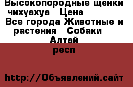 Высокопородные щенки чихуахуа › Цена ­ 25 000 - Все города Животные и растения » Собаки   . Алтай респ.